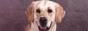 Это сайт о моей собаке породы голден ретривер. Зовут Лунная Радуга Бельмондо. Здесь рассказывается вообще о породе (происхождение, стандарт, хендлинг, груминг), о Бельмондо (его результаты на выставках, описания известных экспертов, фотки), продажа щенков